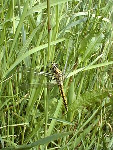 Orthetrum cancellatum (Libellulidae)  - Orthétrum réticulé - Black-tailed Skimmer Pas-de-Calais [France] 11/06/2000