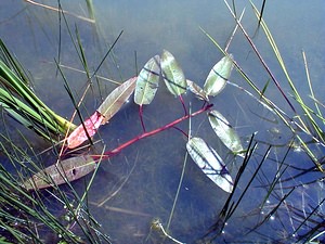 Persicaria amphibia (Polygonaceae)  - Persicaire amphibie, Persicaire flottante, Renouée amphibie - Amphibious Bistort Pas-de-Calais [France] 02/06/2000