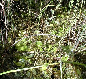 Potamogeton natans (Potamogetonaceae)  - Potamot nageant - Broad-leaved Pondweed Pas-de-Calais [France] 15/06/2000 - 10m