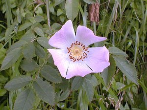 Rosa canina (Rosaceae)  - Rosier des chiens, Rosier des haies, Églantier, Églantier des chiens - Dog-rose Pas-de-Calais [France] 10/06/2000 - 110m