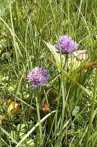 Allium schoenoprasum (Amaryllidaceae)  - Civette, Ciboulette, Ciboule, Ail civette - Chives Savoie [France] 22/07/2000 - 1940m