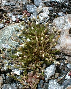 Arenaria ciliata Sabline ciliée, Sabline à plusieurs tiges Fringed Sandwort