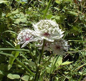 Astrantia major (Apiaceae)  - Grande astrance, Astrance élevée, Grande radiaire - Astrantia Ain [France] 18/07/2000 - 900m