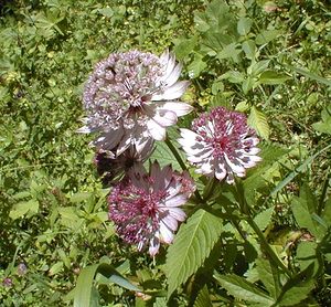 Astrantia major (Apiaceae)  - Grande astrance, Astrance élevée, Grande radiaire - Astrantia Ain [France] 18/07/2000 - 900m