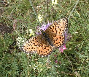 Boloria pales (Nymphalidae)  - Nacré subalpin, Palès, Nacré alpin, Pales Savoie [France] 24/07/2000 - 1730m