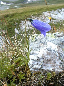 Campanula scheuchzeri subsp. lanceolata (Campanulaceae)  - Campanule lancéolée, Campanule à feuilles de lin, Campanule droite Savoie [France] 23/07/2000 - 2020m