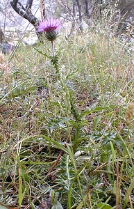 Carduus defloratus subsp. carlinifolius (Asteraceae)  - Chardon à feuilles de carline Savoie [France] 25/07/2000 - 2000m