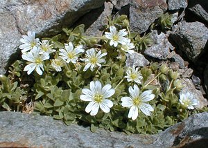Cerastium alpinum (Caryophyllaceae)  - Céraiste des Alpes - Alpine Mouse-ear Hautes-Alpes [France] 27/07/2000 - 3150m