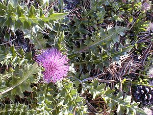 Cirsium acaulon (Asteraceae)  - Cirse acaule, Cirse sans tige - Dwarf Thistle Hautes-Alpes [France] 29/07/2000 - 1830m