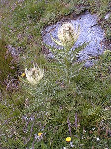 Cirsium spinosissimum (Asteraceae)  - Cirse épineux Savoie [France] 24/07/2000 - 2310m