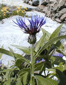 Cyanus montanus (Asteraceae)  - Bleuet des montagnes, Centaurée des montagnes - Perennial Cornflower Haute-Savoie [France] 20/07/2000 - 2430m