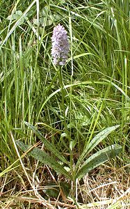 Dactylorhiza fuchsii (Orchidaceae)  - Dactylorhize de Fuchs, Orchis de Fuchs, Orchis tacheté des bois, Orchis de Meyer, Orchis des bois - Common Spotted-orchid Pas-de-Calais [France] 01/07/2000 - 90m