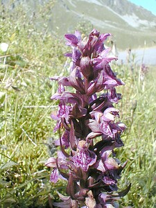 Dactylorhiza majalis (Orchidaceae)  - Dactylorhize de mai - Western Marsh-orchid Savoie [France] 31/07/2000 - 1970m