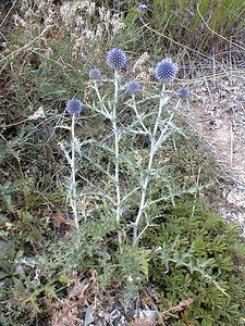 Echinops ritro (Asteraceae)  - Échinops ritro, Échinops, Chardon bleu Hautes-Alpes [France] 26/07/2000 - 1160m