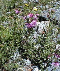 Epilobium dodonaei subsp. fleischeri (Onagraceae)  - Épilobe de Fleischer Hautes-Alpes [France] 26/07/2000 - 1870m