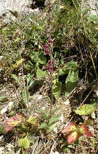 Epipactis atrorubens (Orchidaceae)  - Épipactide rouge sombre, Épipactis rouge sombre, Épipactis brun rouge, Épipactis pourpre noirâtre, Helléborine rouge - Dark-red Helleborine Jura [France] 16/07/2000 - 880m