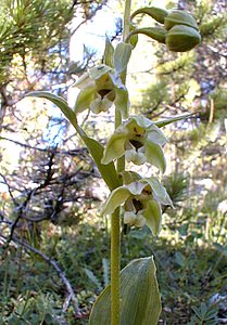 Epipactis helleborine (Orchidaceae)  - Épipactide helléborine, Épipactis à larges feuilles, Épipactis à feuilles larges, Elléborine à larges feuilles, Helléborine - Broad-leaved Helleborine Hautes-Alpes [France] 29/07/2000 - 1830m