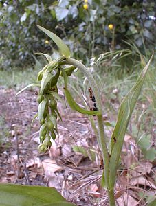 Epipactis helleborine (Orchidaceae)  - Épipactide helléborine, Épipactis à larges feuilles, Épipactis à feuilles larges, Elléborine à larges feuilles, Helléborine - Broad-leaved Helleborine Nord [France] 01/07/2000 - 50m