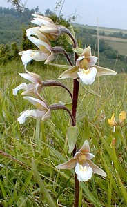 Epipactis palustris (Orchidaceae)  - Épipactis des marais - Marsh Helleborine Pas-de-Calais [France] 01/07/2000 - 90m