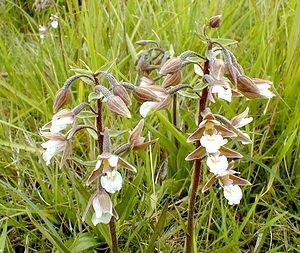Epipactis palustris (Orchidaceae)  - Épipactis des marais - Marsh Helleborine Pas-de-Calais [France] 01/07/2000 - 90m