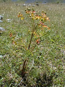 Euphorbia cyparissias (Euphorbiaceae)  - Euphorbe petit-cyprès, Euphorbe faux cyprès, Petite ésule - Cypress Spurge Savoie [France] 31/07/2000 - 2000m