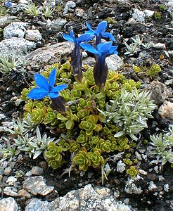 Gentiana bavarica (Gentianaceae)  - Gentiane de Bavière Savoie [France] 24/07/2000 - 2750m