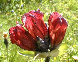 Gentiana purpurea (Gentianaceae)  - Gentiane pourpre Savoie [France] 22/07/2000 - 1940m