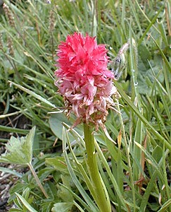 Gymnadenia nigra subsp. corneliana (Orchidaceae)  - Gymnadénie de Cornélia, Nigritelle de Cornélia, Nigritelle rose Savoie [France] 25/07/2000 - 2370m