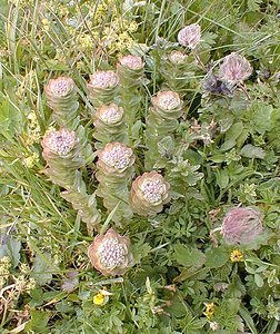 Hylotelephium telephium (Crassulaceae)  - Orpin reprise, Herbe à la coupure - Orpine Savoie [France] 23/07/2000 - 2020m