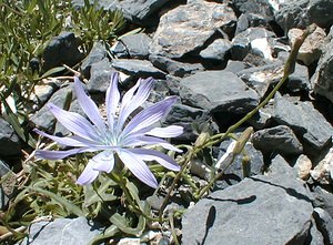 Lactuca perennis (Asteraceae)  - Laitue vivace, Bézègue - Mountain Lettuce Savoie [France] 31/07/2000 - 2000m