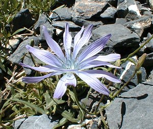 Lactuca perennis (Asteraceae)  - Laitue vivace, Bézègue - Mountain Lettuce Savoie [France] 31/07/2000 - 2000m