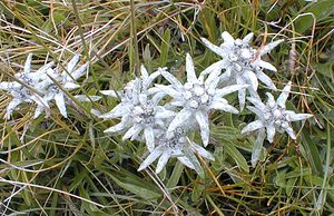 Leontopodium nivale (Asteraceae)  - Édelweiss des neiges - Edelweiss Savoie [France] 25/07/2000 - 2370m