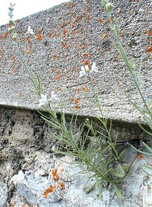 Linaria repens (Plantaginaceae)  - Linaire rampante - Pale Toadflax Hautes-Alpes [France] 29/07/2000 - 1990m