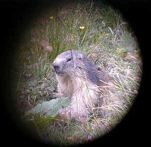 Marmota marmota (Sciuridae)  - Marmotte des Alpes, Marmotte Savoie [France] 23/07/2000 - 2020m