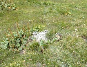 Marmota marmota (Sciuridae)  - Marmotte des Alpes, Marmotte Savoie [France] 23/07/2000 - 2020m