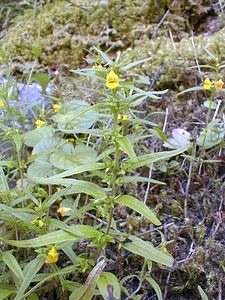 Melampyrum sylvaticum (Orobanchaceae)  - Mélampyre des forêts, Melampyre sylvatique - Small Cow-wheat Savoie [France] 22/07/2000 - 1940m