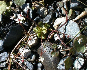 Micranthes stellaris (Saxifragaceae)  - Micranthe étoilé, Saxifrage étoilée - Starry Saxifrage Savoie [France] 31/07/2000 - 1970m