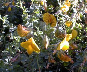 Ononis natrix (Fabaceae)  - Bugrane gluante, Bugrane jaune, Bugrane fétide, Coquesigrue - Yellow Restharrow Hautes-Alpes [France] 29/07/2000 - 1830m