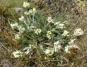 Oxytropis pilosa (Fabaceae)  - Oxytropide poilue, Oxytropis poilu Savoie [France] 24/07/2000 - 2750m