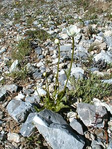 Parnassia palustris (Celastraceae)  - Parnassie des marais, Hépatique blanche - Grass-of-Parnassus Hautes-Alpes [France] 28/07/2000 - 2190m