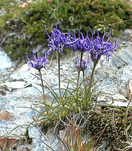 Phyteuma hemisphaericum (Campanulaceae)  - Raiponce hémisphérique Savoie [France] 23/07/2000 - 2020m