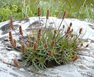 Plantago maritima (Plantaginaceae)  - Plantain maritime - Sea Plantain Haute-Savoie [France] 20/07/2000 - 2430m