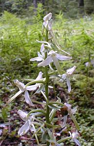 Platanthera bifolia (Orchidaceae)  - Platanthère à deux feuilles, Platanthère à fleurs blanches - Lesser Butterfly-orchid Ain [France] 17/07/2000 - 900m