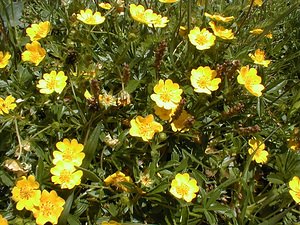 Potentilla aurea (Rosaceae)  - Potentille dorée Haute-Savoie [France] 20/07/2000 - 2430m