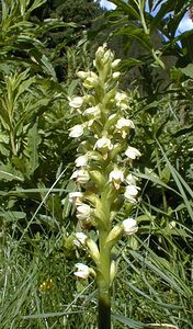 Pseudorchis albida (Orchidaceae)  - Faux orchis blanc, Pseudorchis blanc, Orchis blanc - Small-white Orchid Haute-Savoie [France] 19/07/2000 - 1560m