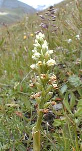Pseudorchis albida (Orchidaceae)  - Faux orchis blanc, Pseudorchis blanc, Orchis blanc - Small-white Orchid Savoie [France] 28/07/2000 - 2370m