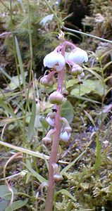 Pyrola minor (Ericaceae)  - Pyrole mineure, Petite pyrole - Common Wintergreen Savoie [France] 22/07/2000 - 1940m