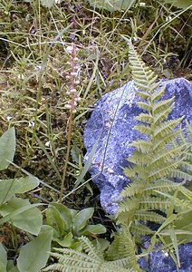 Pyrola minor (Ericaceae)  - Pyrole mineure, Petite pyrole - Common Wintergreen Savoie [France] 22/07/2000 - 1940m