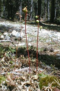 Pyrola rotundifolia (Ericaceae)  - Pyrole à feuilles rondes - Round-leaved Wintergreen Hautes-Alpes [France] 29/07/2000 - 1830m