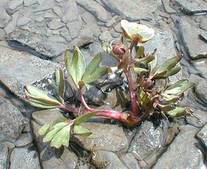 Ranunculus glacialis (Ranunculaceae)  - Renoncule des glaciers Haute-Savoie [France] 20/07/2000 - 2430m